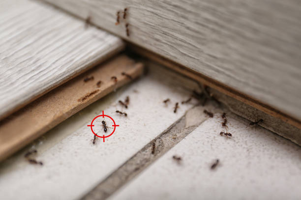 Best Affordable Pest Control Services  in Franklin, WI